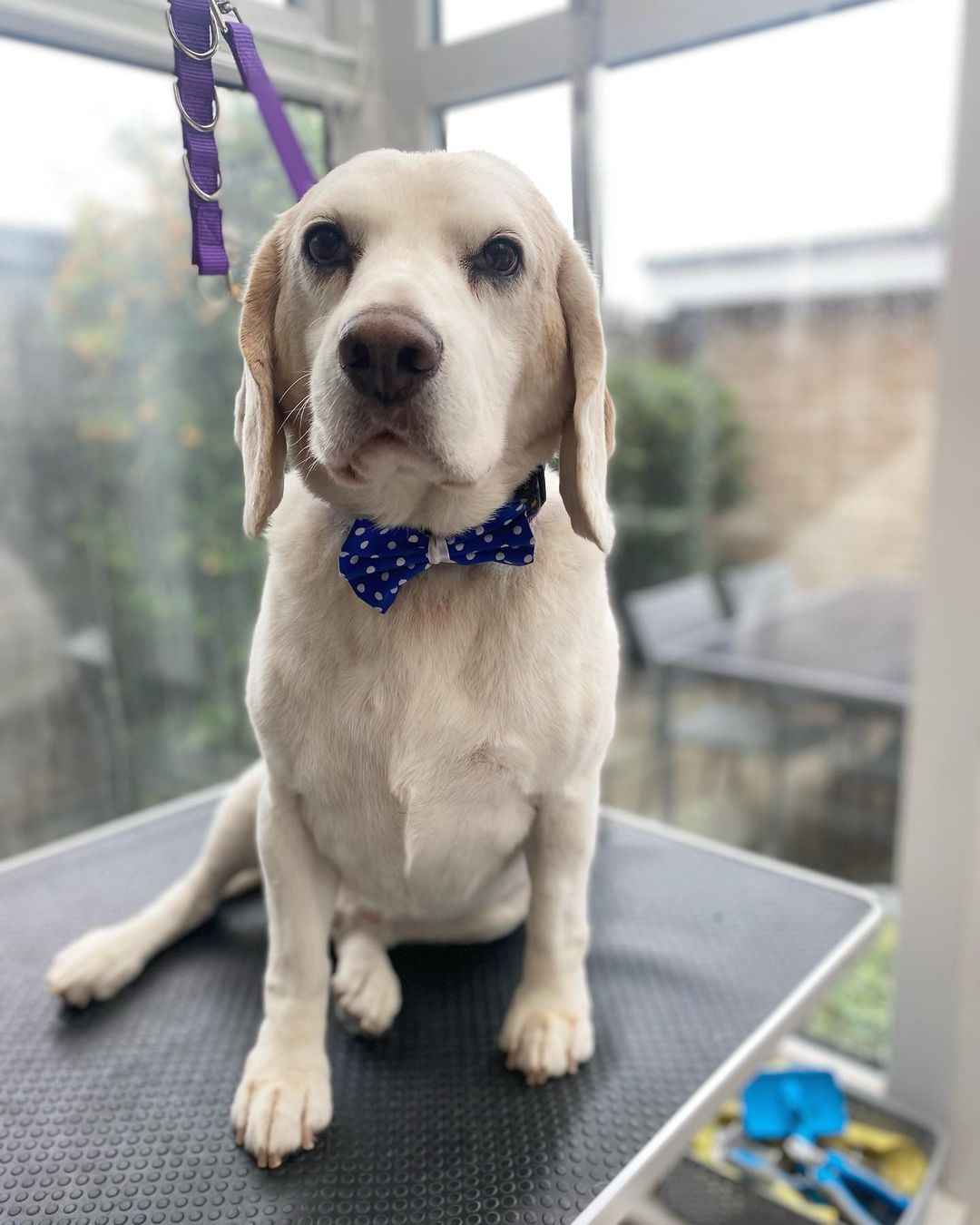 Beagle