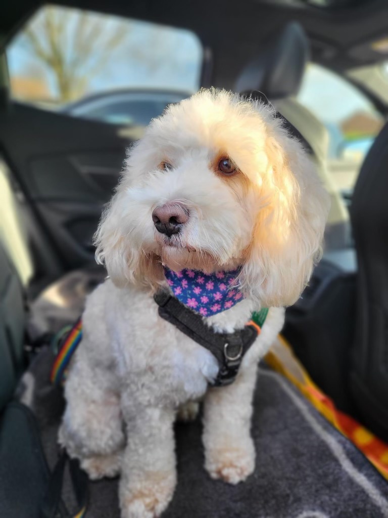 Hazel